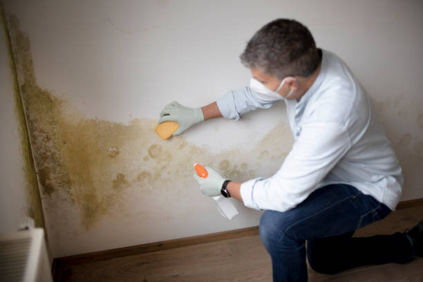 Best Post-Remediation Verification Testing  in Green Village, NJ