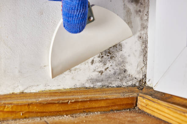 Best Mold Prevention Services  in Green Village, NJ